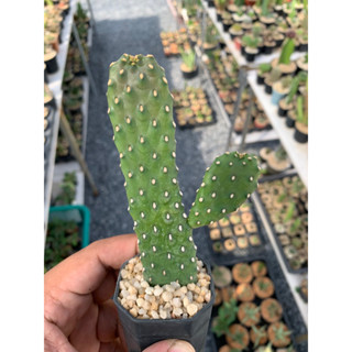 โอพันเทียคอนโซเล (Opuntia consolea rubescens)