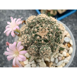 ยิมโนบรูชิอาย (Gymnocalycium bruchii) ไม้กราฟ