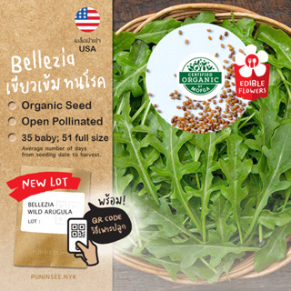 1แถม1 เมล็ดผักนำเข้า ไวลด์ ร็อกเก็ต Wild Arugula, Wild Rocket (Organic Seed) Salad ผักสลัด ผักร็อคเก็ต Roquette