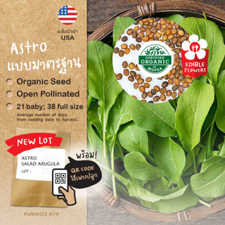 1แถม1 เมล็ดผักนำเข้า สลัดร็อกเก็ต Astro Salad Arugula (Organic Seed) Rocket, Roquette ผักร็อคเก็ต