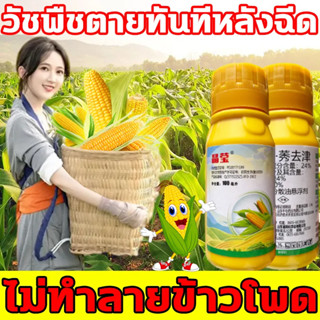 🌽ฆ่าแค่วัชพืช ไม่ทำลายข้าวโพด🌽 ยาฆ่าหญ้าในข้าวโพด ฆ่าหญ้ารอบ ข้าวโพด สูตรเข้มข้น 100ml ทุ่งข้าวโพดไม่มีวัชพืช100ปี