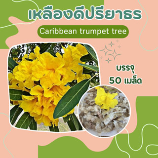 เมล็ดทองอุไร 100 เมล็ด ต้นไม้ฟอกอากาศ Yellow elder, Trumpetbush, Trumpet flower, Yellow trumpet-flower