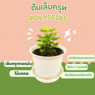 ต้นเล็บครุฑ เล็บครุฑทอดมัน Polyscias , aralia , ming aralia ไม้มงคล พญาเล็บครุฑ