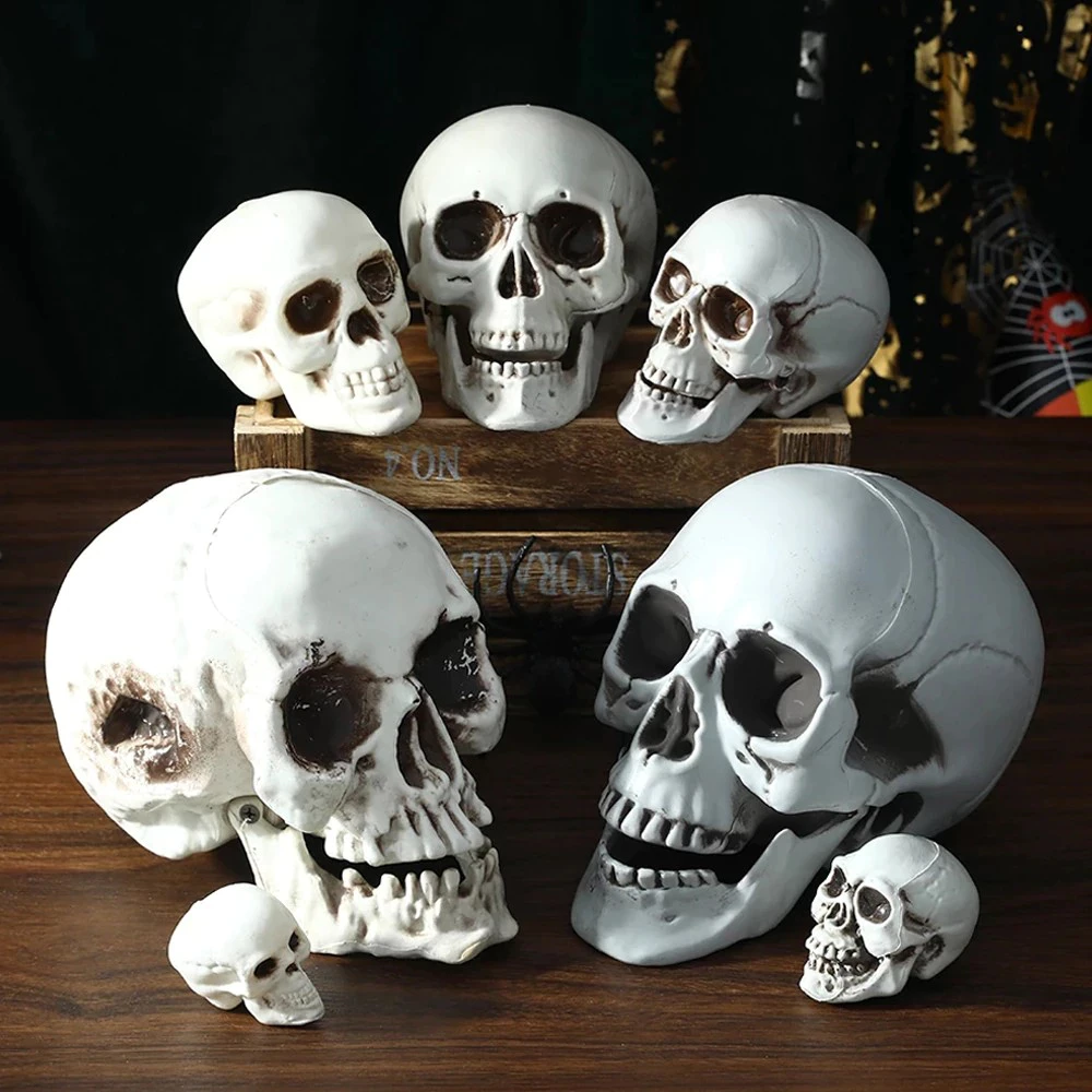 หัวกะโหลกปลอม กระดูก กะโหลก ผี หัวผี สำหรับตกแต่ง ฮาโลวีน บ้านผีสิง Fake Scary Skull for Halloween / Haunted House