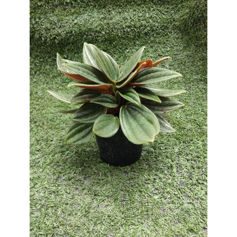 ต้นเปปเปอร์โรเมีย รอสโซ่ [ Peperomia Rosso ] ไม้ในกระถาง2"