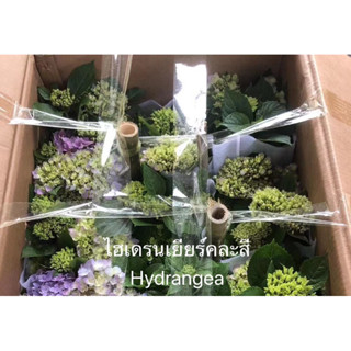 เข้า18 กันยา66กระถาง6-8นิ้ว ไฮเดรนเยีย (Hydrangea) มีชื่อวิทยาศาสตร์ว่า #Hydrangea macrophyllaทักแชทดูต้นปัจจุบันก่อนกด