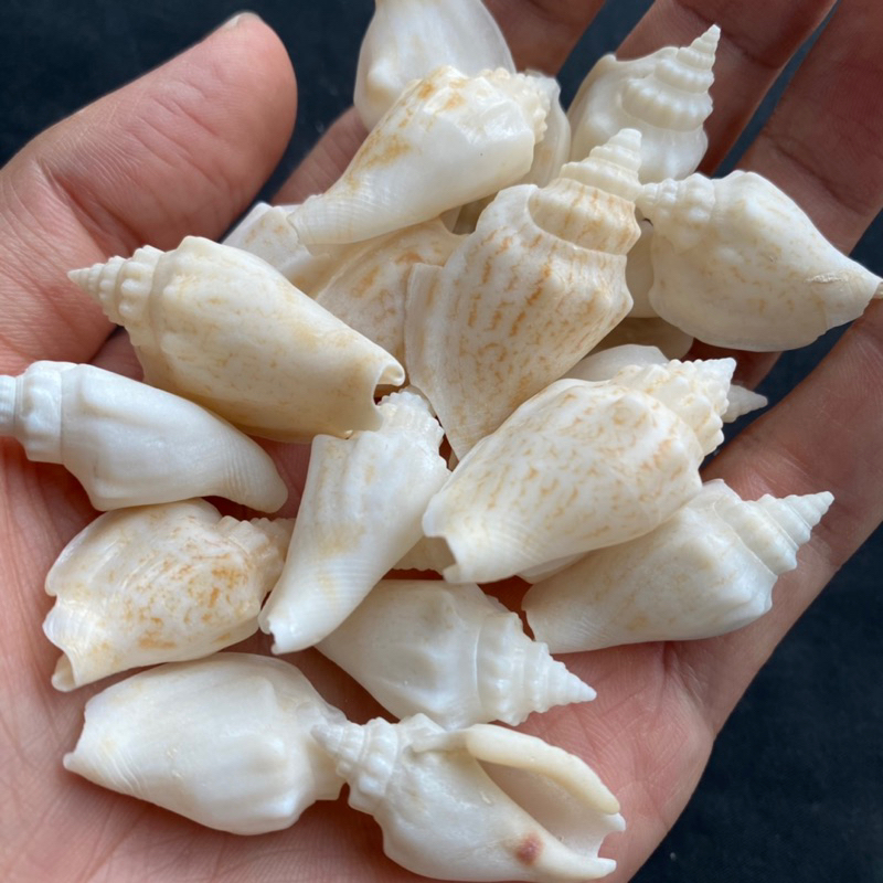 วัสดุตกแต่งบ้าน 50g bai feng เปลือกหอยสังข์สีขาวธรรมชาติ เปลือกหอยนางรมที่ไม่ย้อมสี 3-4cm