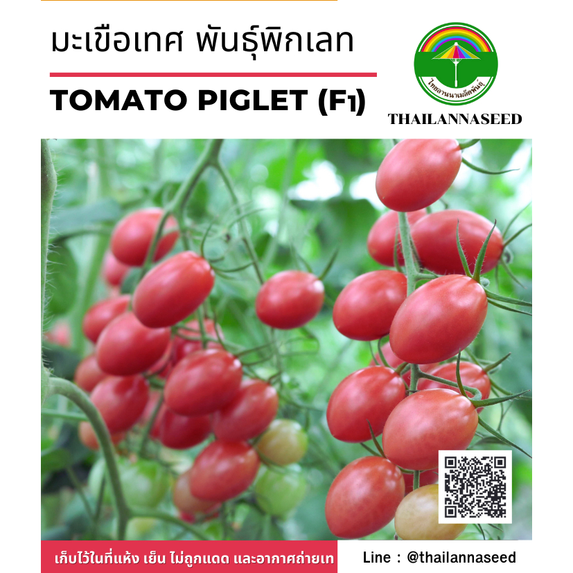 มะเขือเทศ พันธุ์พิกเลท (สีชมพู) จำนวน 15 เมล็ด รหัสสินค้า 6051