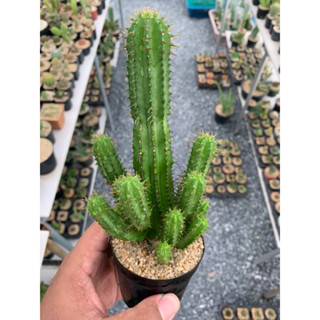 ยูโฟเบียฟรุตติโคซ่า (Euphorbia fruiticosa)