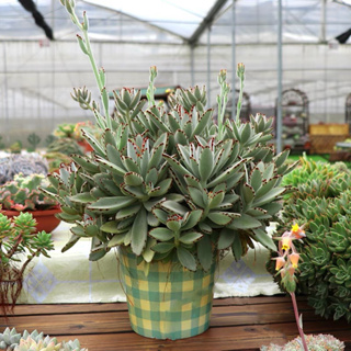 กุหลาบหินแพนด้า Kalanchoe tomentosa ใบขนกำมะหยี่ แคคตัส ไม้อวบน้ำ