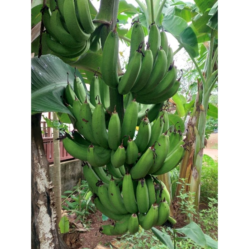 หน่อกล้วยหอมคาเวนดิช หน่อละ 100บาทพันธุ์แท้ 100%