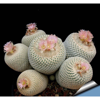 [ถูกที่สุด]อิพิเทลันทาโบกิไอ,Epithelantha Bokei, Epithelantha Micromeris, cactus succulent,แคคตัส กระบองเพชร ไม้อวบน้ำ