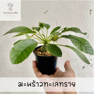 มะพร้าวทะเลทราย Dorstenia ส่งทั้งกระถาง