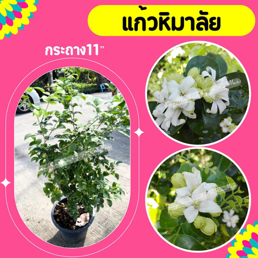 ต้นแก้วหิมาลัย กระถาง11" (1 ต้น / 1 คำสั่งซื้อ)