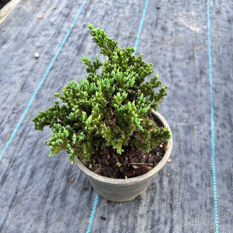 สนเลื้อยพันธุ์แคระ ทำบอนไซ กระถาง 5 นิ้ว (Juniper procumbens)