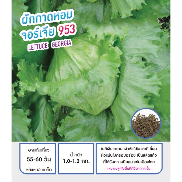 เมล็ดสลัดแก้ว นิยมปลูกมาก ผักกาดหอม จอร์เจีย พันธุ์พิเศษ ใบสีเขียวอ่อน เข้าหัวไวและดีเยี่ยม หัวแน่น ใบกรอบอร่อย