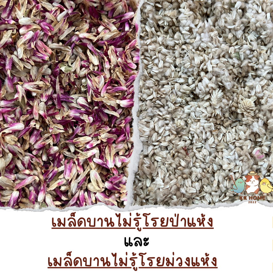 เมล็ดพันธุ์บานไม่รู้โรยป่า เมล็ดบานไม่รู้ม่วง ใช้สำหรับปลูกหรือจะเป็นอาหารนก นกแทะเล่นได้ค่ะ