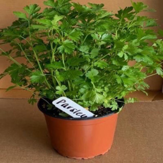 Italian flat parsley Plant 4inch Pot (buy 4 get 1 free) 🪴 ต้นพาสเล่ย์ พาสลีย์ ใบเรียบ ในกระถาง 4นิ้ว 💥 (ซื้อ 4 แถม 1)