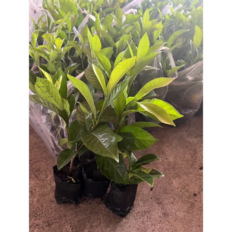 พุตตัดใบ พุตใบแหลม พุตอินถวา ขั้นต่ำ 10 ต้น 15-30 ซม