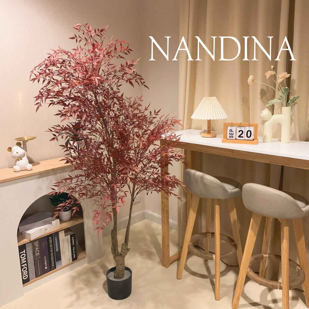 ไม้ไผ่สวรรค์ นันเตงNandina ต้นไม้มงคล เสริมบารมีป้องกันสิ่งชั่วร้าย มีขนาด 1.2 1.5 1.8เมตร (พร้อมส่งจากไทย)