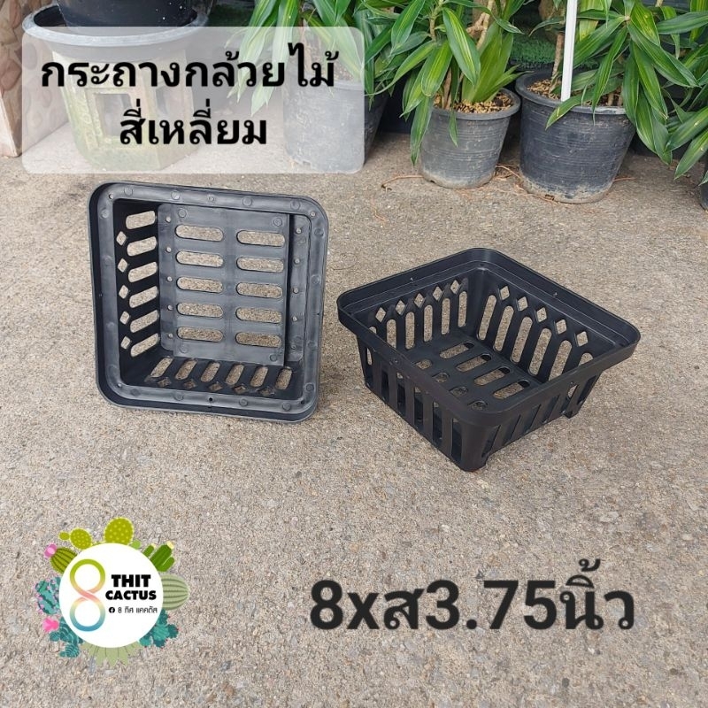// กระถางกล้วยไม้ 8 นิ้ว // เหลี่ยม สูง3.75นิ้ว // พลาสติก เกษตร