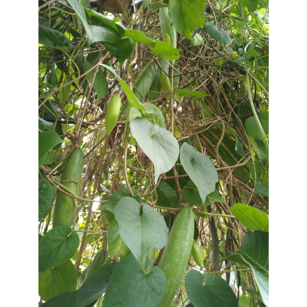 ต้นกล้าสลิด ขจร  ต้นกล้าละ 26   บาท ซื้อ 10แถม 2 กล้า - รูปที่ 5