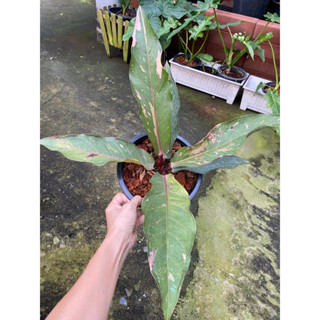 (กลุ่ม ก.)ต้นโชคเก้าชั้นด่างหรือหน้าวัวใบด่าง ทรงใบสวยงาม🍃🍃