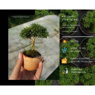 แก้วแคระ ใบละเอียด Dwarf Kamini (Dwarf Murraya Paniculata) ดอกสีขาว บอนไซจิ๋ว mini bonsai
