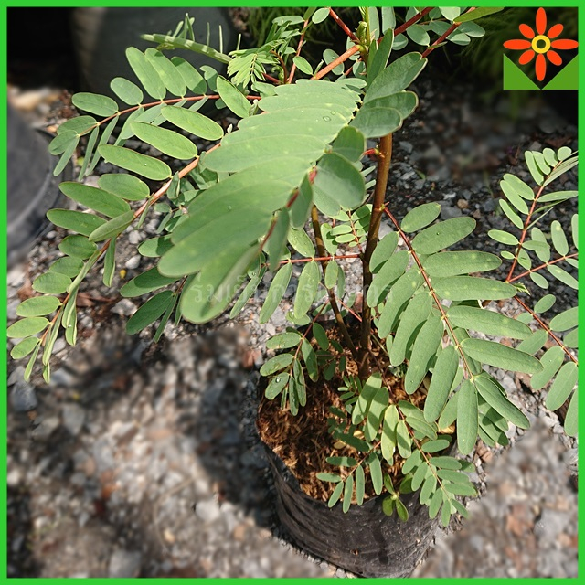 ต้นแค ดอกสีแดง ต้นแคแดง ในถุงเพาะชำ 5.5 นิ้ว - รูปที่ 2