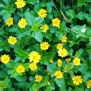 ท่อนพันธุ์กระดุมทองชุดละ100ท่อน