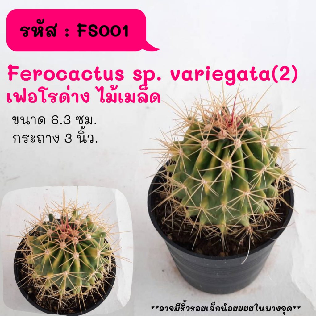 FS001 Ferocactus sp. variegata(2) เฟอโรด่าง ไม้เมล็ด cactus กระบองเพชร แคคตัส กุหลาบหิน พืชอวบน้ำ
