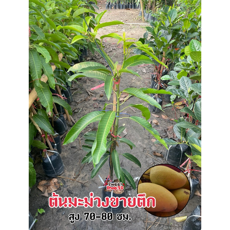 ต้นมะม่วงขายตึก ผลสุกเนื้อไม่เละเป็นสีเหลืองจัด รสชาติหวานหอม