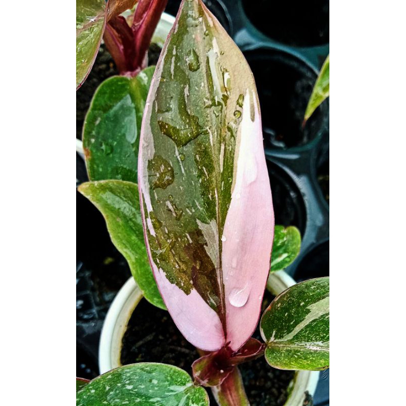 พริ้งปริ้นเซส มาเบิ้ลคิงPhilodendron Pink Princess Marble Kingส่งทั้งกระถางหลายขนาด(เล็ก6+cm)(กลาง9+cm)(ใหญ12+cm)