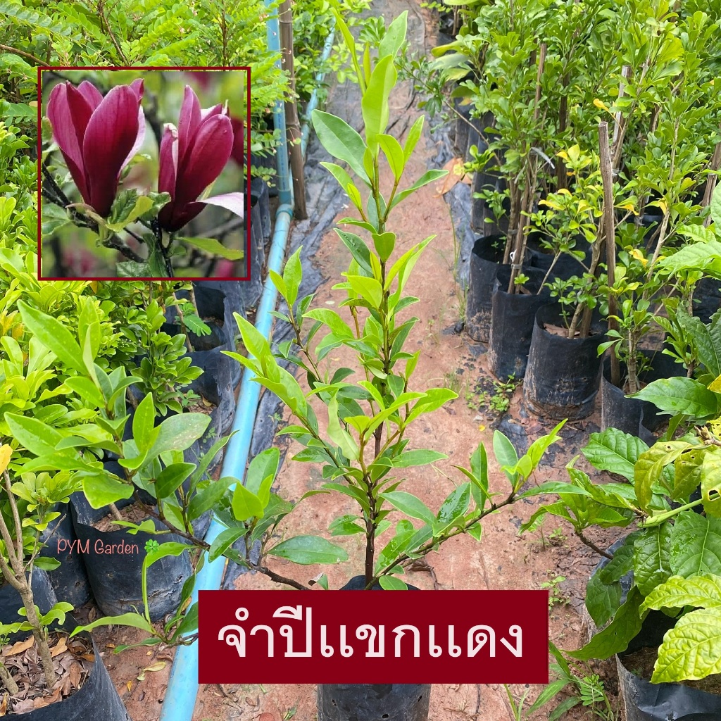 ต้นจำปี จำปีแขกแดง ดอกใหญ่สีสวย มีกลิ่นหอม (รับประกัน ส่งใหม่ฟรี หากสินค้าเเสียหาย!!)