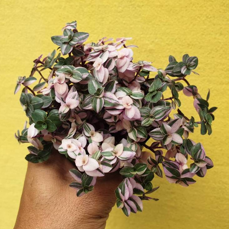 ต้นไม้อวบน้ำ กุหลาบหิน ริบบิ้นชาลี เบียงก้า #succulent #Callisia repens #ริบบิ้นชาลี #สีชมพู - รูปที่ 6