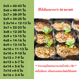 ถุงเพาะชำ ถุงชำต้นไม้ เจาะรู หนา เหนียว คุ้มค่า
