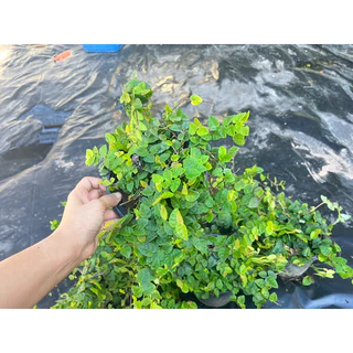 🌿TLP*​ ส่งพร้อมถุงดิน* ตีนตุ๊กแก ต้นตีนตุ๊กแกเลื้อยเกาะเสากำแพงใบเล็กเลื้อยเร็ว​ เปลี่ยนรั้วเก่า