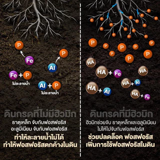 แบล็คเอิร์ธ แบ่งขาย 5โล ฮิวมิกผง คุณภาพสูง ละลายน้ำ100% ใส่ถุงซิป