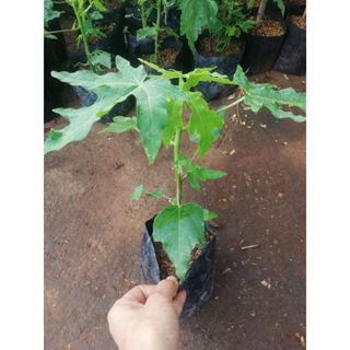 ต้นมะละกอฮอลแลนด์ เพาะเมล็ด สูง 15 ซม.ขึ้นไป ราคา 25 บาท ราก…