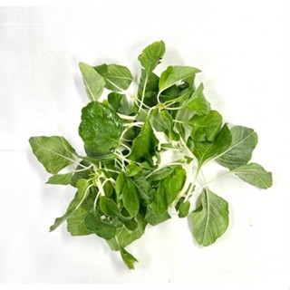 ผักโขมแก้ว สด สะอาด รับประกันคุณภาพ