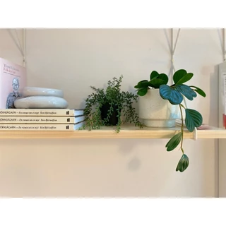 [เก็บโค้ดก่อนสั่ง] ส่งเร็ว อิเกีย แท้💯 ต้นไม้ปลอม ไม้เลื้อย พร้อมกระถาง IKEA