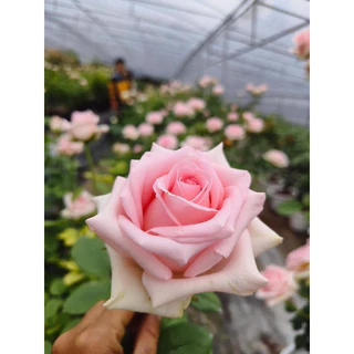กุหลาบ-เบบี้เลิฟ “Baby Love” สีชมพู ดอกใหญ่ บานทน