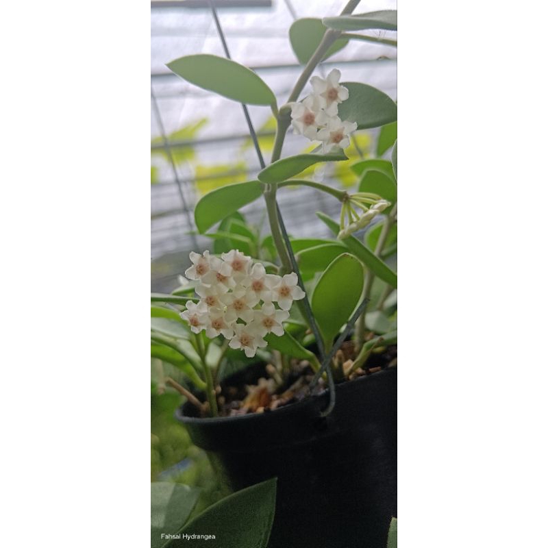Hoya australis โฮย่าหอม ดอกขาว