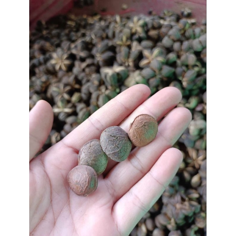 เมล็ดดาวอินคา เม็ดดำ สำหรับคั่วกิน หรือเพาะพันธุ์
