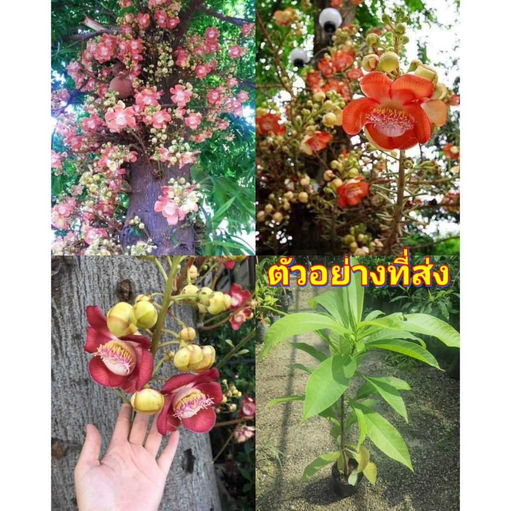(1ต้น) ต้น ต้นสาละลังกา ต้นสาละ สาละลังกา สาละ ลังกา ลูกปืนใหญ่ ต้นลูกปืนใหญ่ Couroupita guianensis / นาวิน