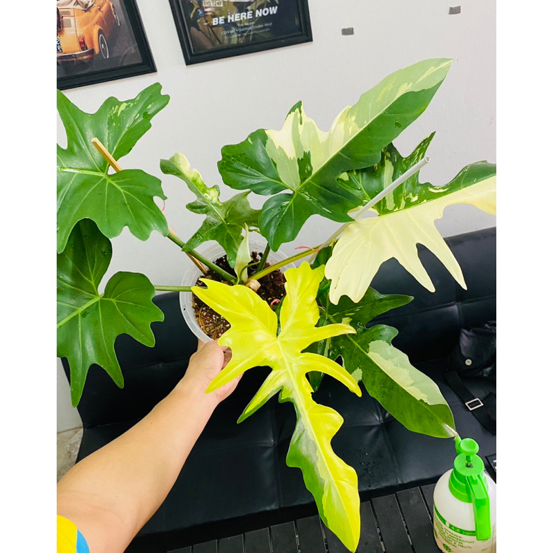 มังกรด่าง philodendron golden dragon var