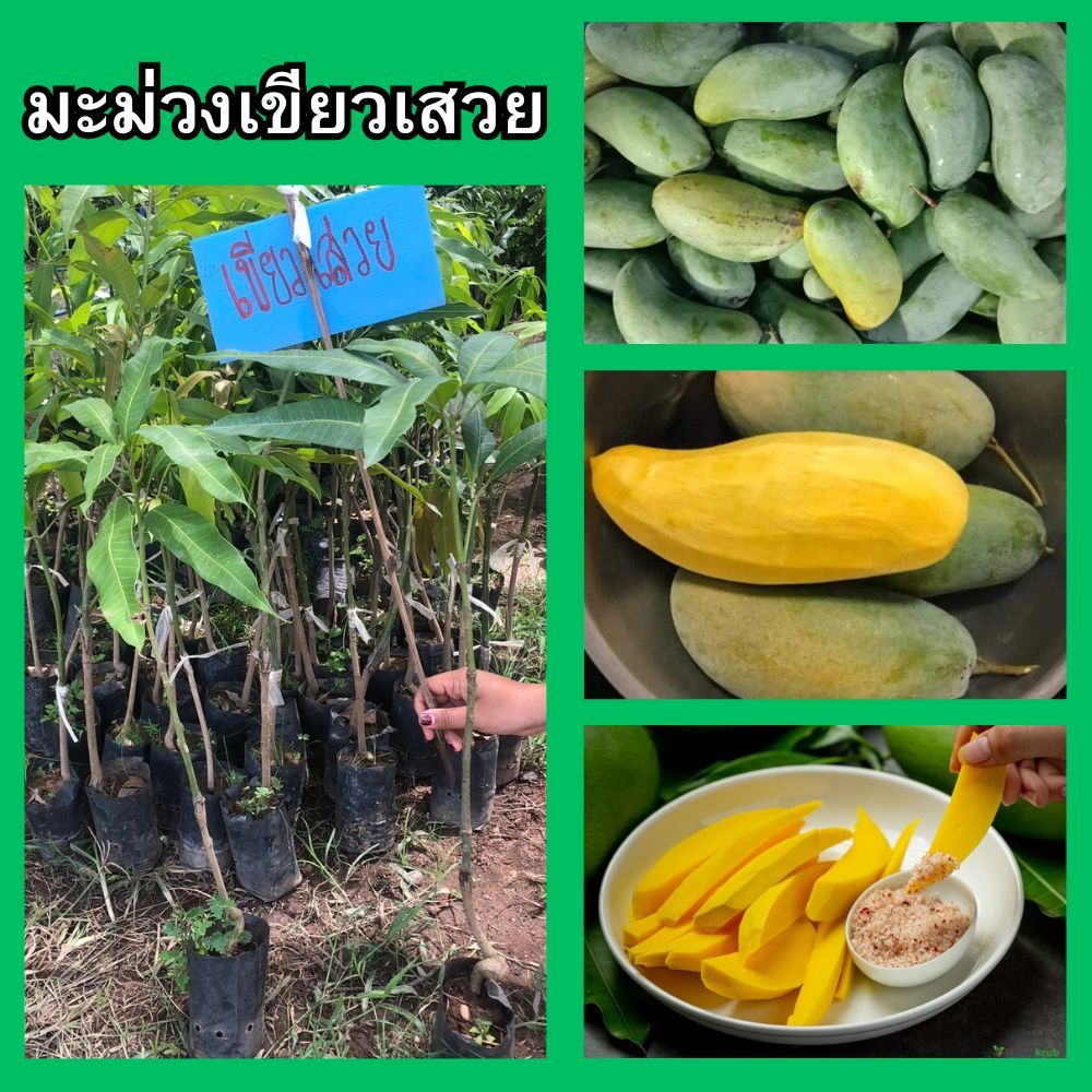 (2ต้น)🥭มะม่วงเขียวเสวย🥭ต้นเสียบยอด ความสูง 45-50 ซม. 🎀