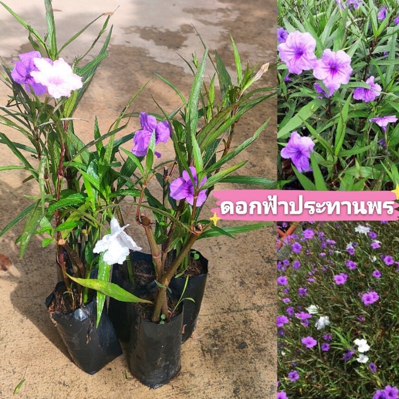 ต้นดอกฟ้าประทานพร หรือดอกต้อยติ่ง สีม่วง ,สีขาว ต้นพันธุ์ชำถุงพร้อมปลูก สินค้าเสียหายยินดีเคลมฟรี