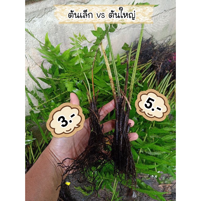 ต้นผักกูด 4 บ./ ต้นใหญ่ 6 บ.
