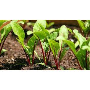 ต้นกล้าบีทรูท (Beetroot) บีทรูทมีสารต่อต้านอนุมูลอิสระ พร้อมปลูก กล้าละ 12 บาท ซื้อ 10 แถม 2